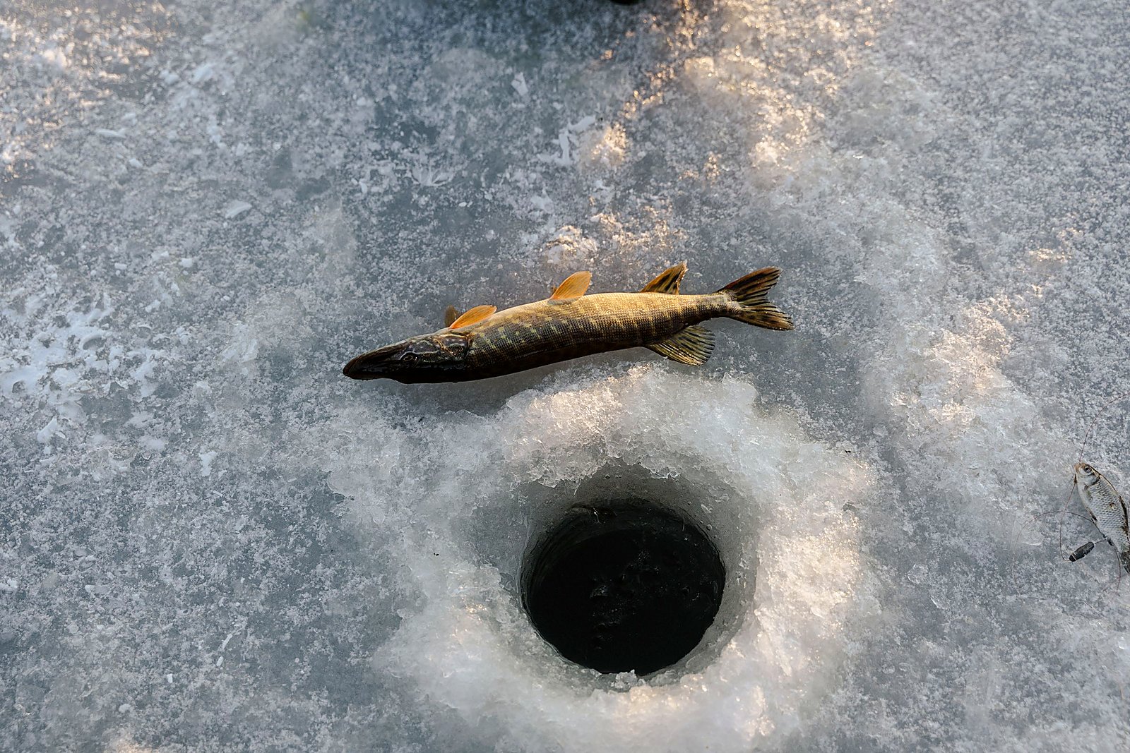 Freshly caught fish on the ice beside a drilled fishing hole at golden hour.