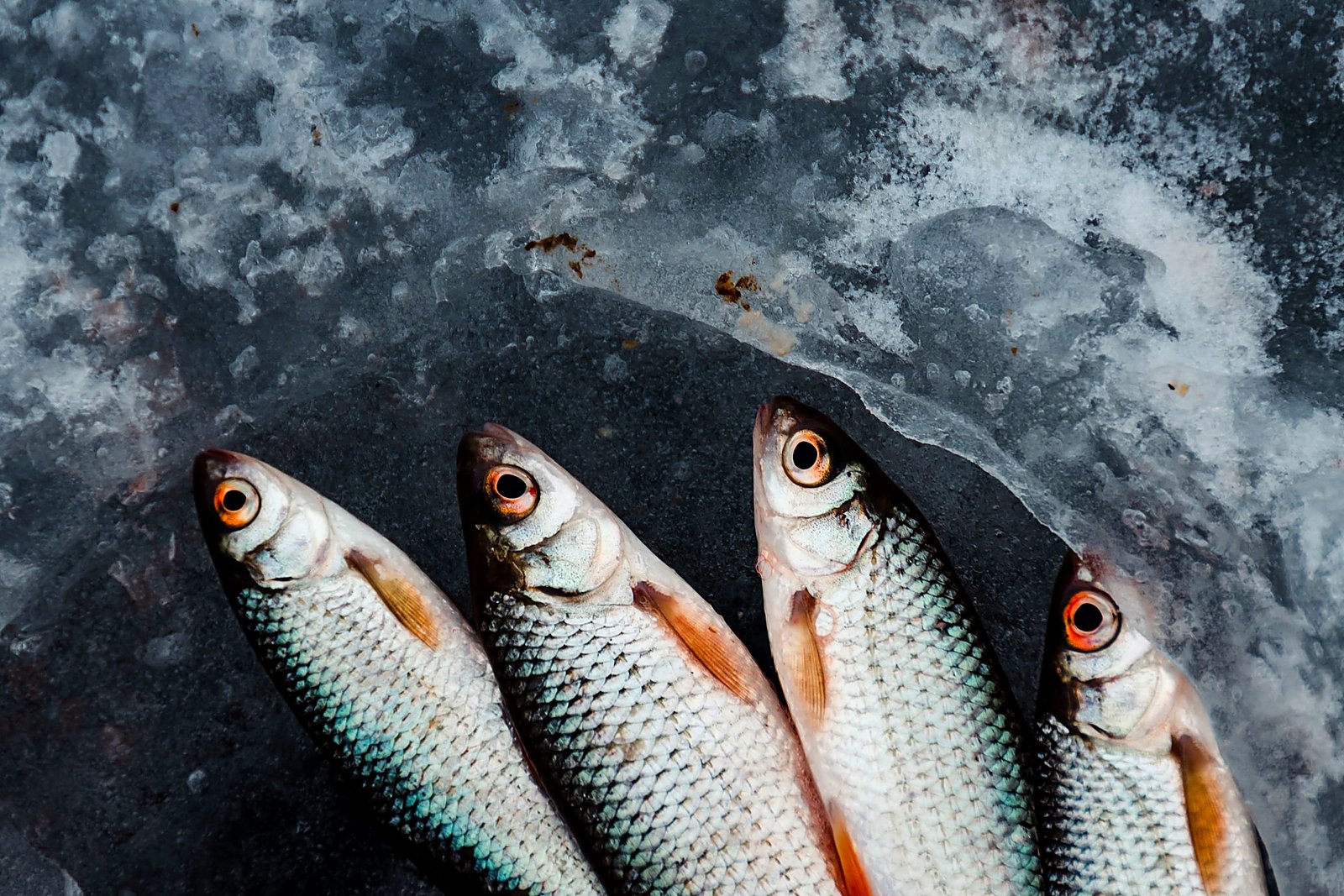 Four silver fish laid on black ice after a winter catch.