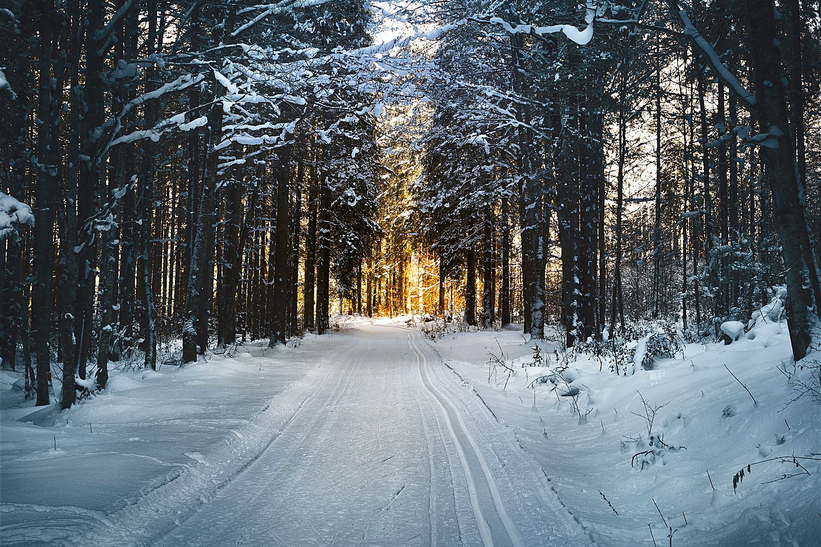 Snow-packed driveway through firs opening toward warm golden light.
